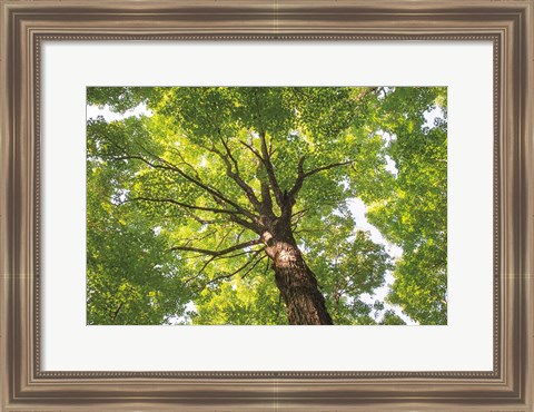 Framed Hardwood Forest Canopy V Print