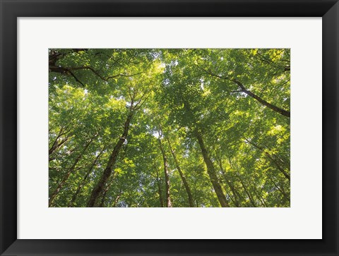 Framed Hardwood Forest Canopy IV Print