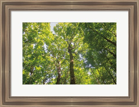 Framed Hardwood Forest Canopy III Print