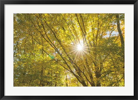 Framed Autumn Foliage Sunburst V Print