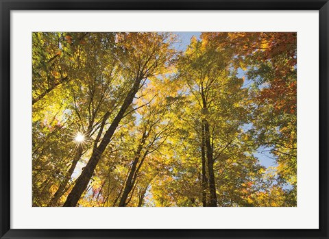 Framed Autumn Foliage Sunburst IV Print