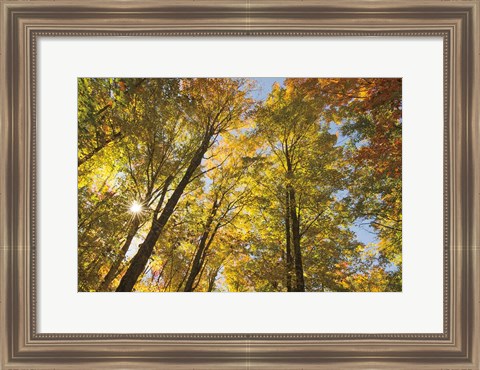 Framed Autumn Foliage Sunburst IV Print