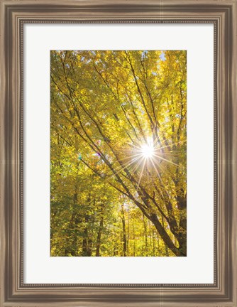 Framed Autumn Foliage Sunburst I Print