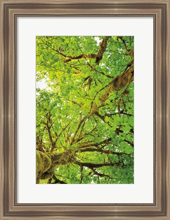 Framed Big Leaf Maple Trees V Print