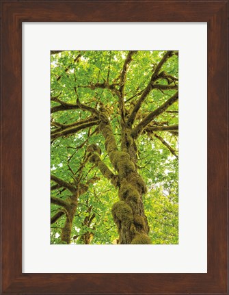 Framed Big Leaf Maple Trees IV Print