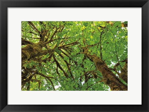 Framed Big Leaf Maple Trees III Print