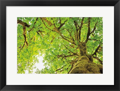 Framed Big Leaf Maple Trees II Print