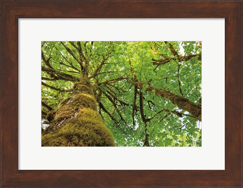 Framed Big Leaf Maple Trees I Print