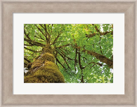 Framed Big Leaf Maple Trees I Print