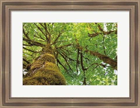 Framed Big Leaf Maple Trees I Print