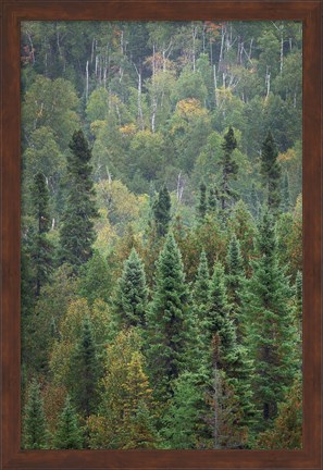 Framed Superior National Forest IV Print