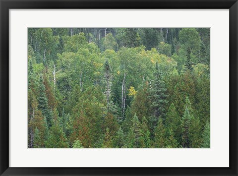 Framed Superior National Forest III Print