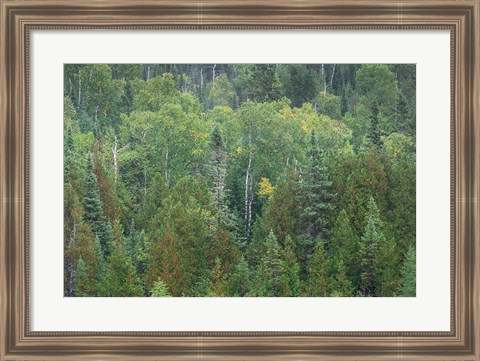 Framed Superior National Forest III Print