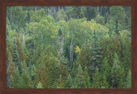 Framed Superior National Forest III Print