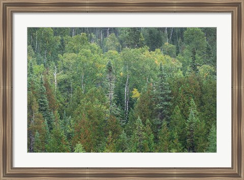 Framed Superior National Forest III Print