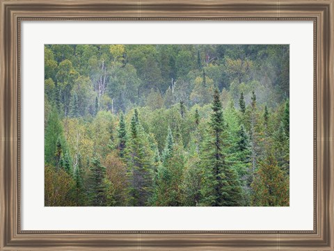 Framed Superior National Forest II Print