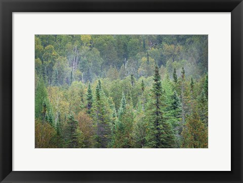 Framed Superior National Forest II Print