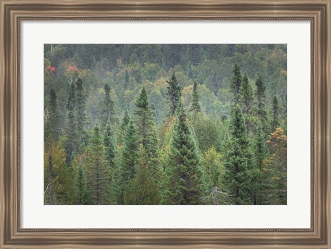 Framed Superior National Forest I Print