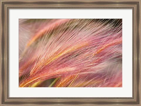 Framed Foxtail Barley III Print