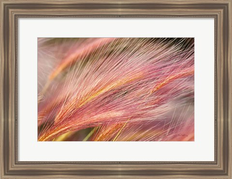 Framed Foxtail Barley III Print