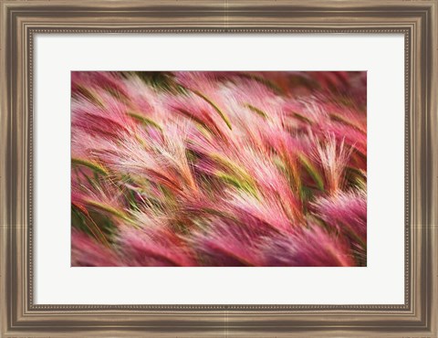 Framed Foxtail Barley II Print