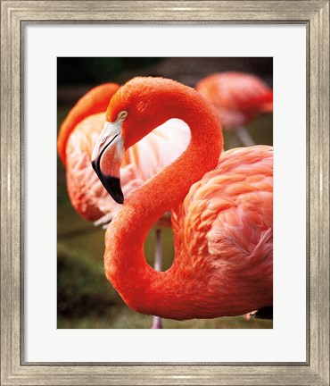 Framed Flamingo III Print