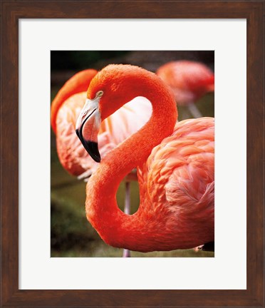 Framed Flamingo III Print