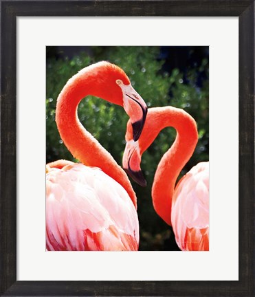 Framed Flamingo II Print