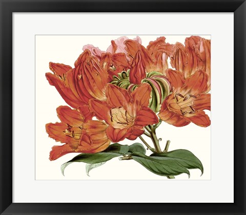 Framed Striking Coral Botanicals III Print