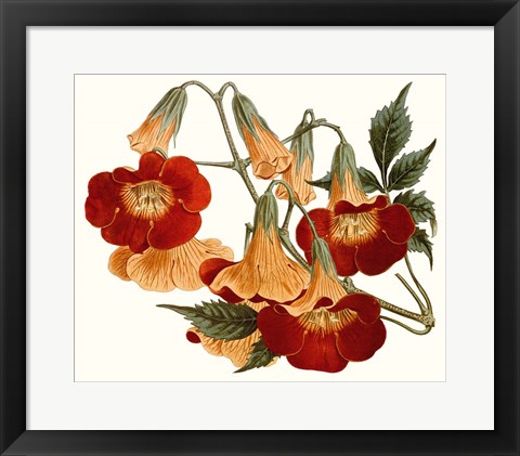 Framed Striking Coral Botanicals IV Print