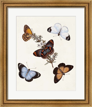 Framed Butterflies &amp; Moths IV Print