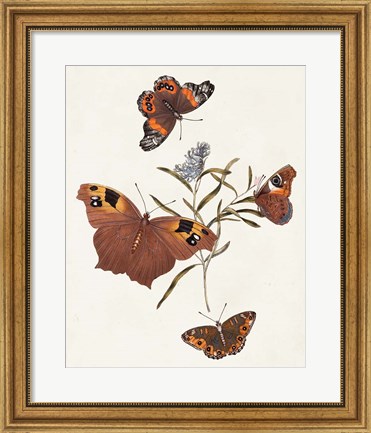 Framed Butterflies &amp; Moths VI Print