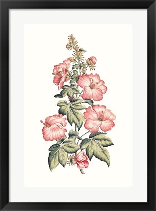 Framed Flowering Hibiscus II Print