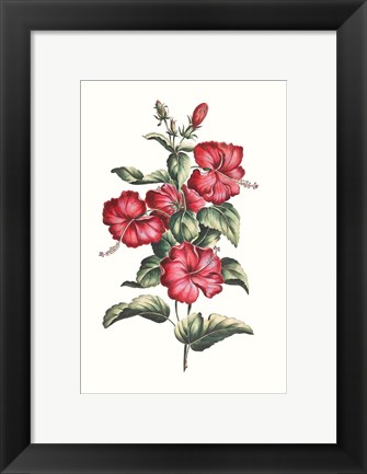 Framed Flowering Hibiscus III Print