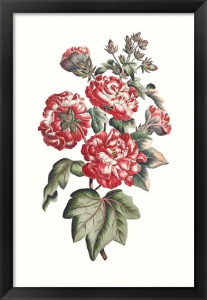 Framed Flowering Hibiscus IV Print