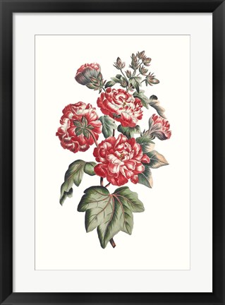 Framed Flowering Hibiscus IV Print