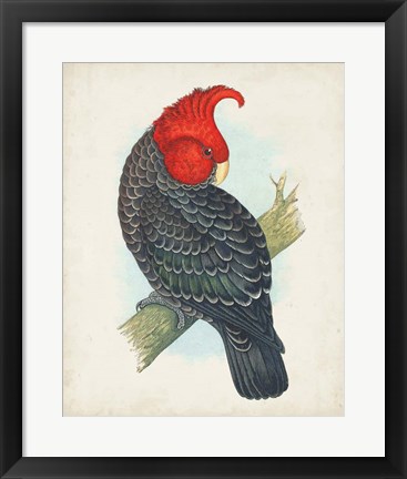 Framed Antique Cockatoo I Print