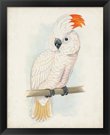 Framed Antique Cockatoo II Print