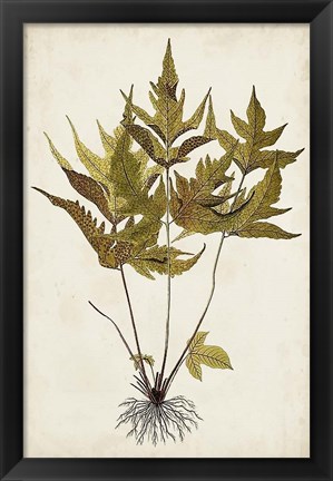 Framed Fern Botanical II Print