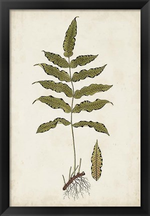 Framed Fern Botanical III Print