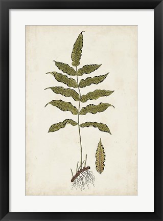 Framed Fern Botanical III Print