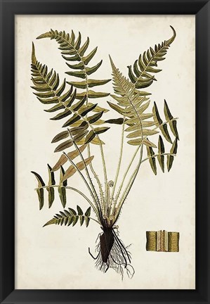 Framed Fern Botanical IV Print