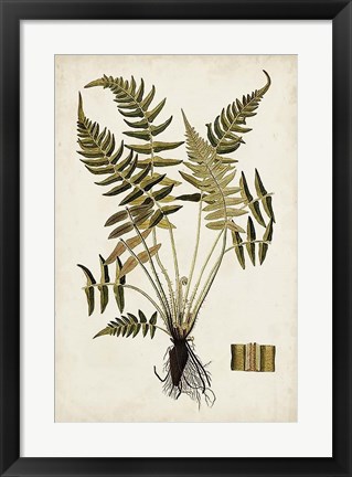 Framed Fern Botanical IV Print