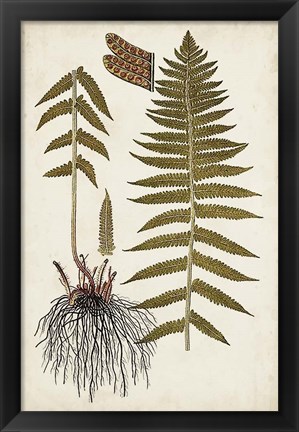 Framed Fern Botanical V Print