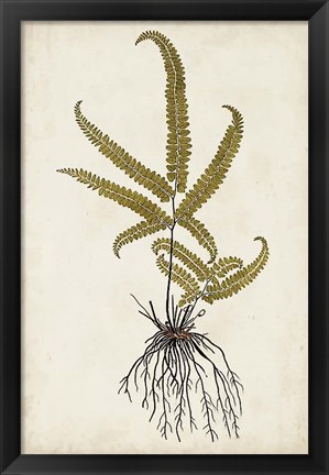 Framed Fern Botanical VI Print