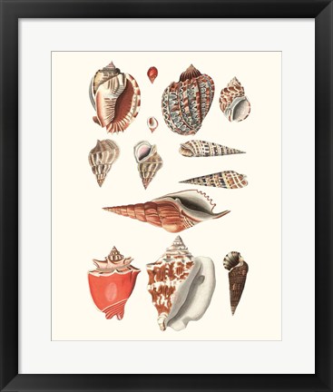 Framed Shell Collection IV Print