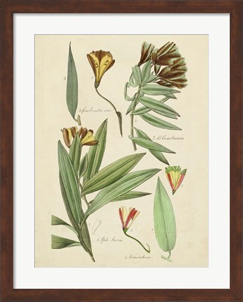 Framed Antique Botanical Sketch III Print