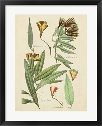 Framed Antique Botanical Sketch III Print