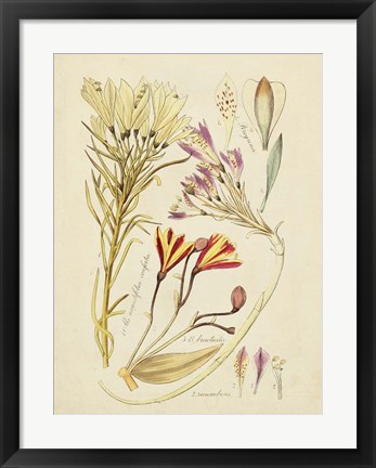 Framed Antique Botanical Sketch V Print