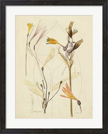 Framed Antique Botanical Sketch VI Print